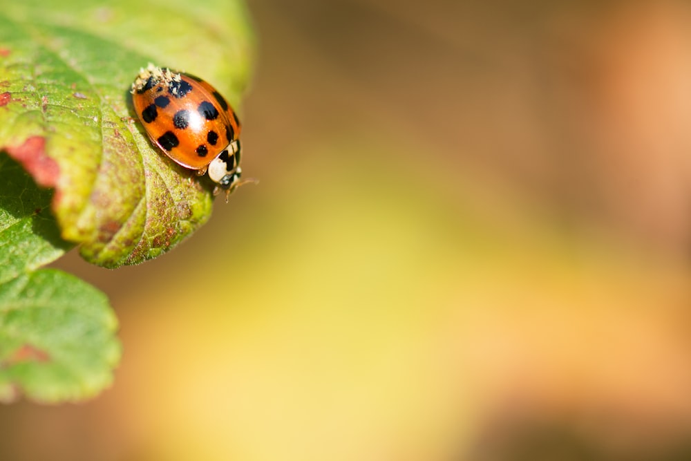 fotografia seletiva de Lady bug na folha