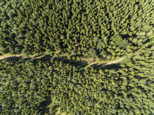 A dense forest viewed from above, displaying a vast canopy of green trees. The trees appear uniformly arranged, suggesting a possible plantation or well-managed forest area. A narrow dirt path cuts through the trees, winding and creating a slight contrast against the thick greenery.
