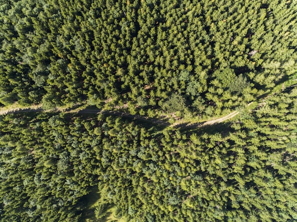 A dense forest viewed from above, displaying a vast canopy of green trees. The trees appear uniformly arranged, suggesting a possible plantation or well-managed forest area. A narrow dirt path cuts through the trees, winding and creating a slight contrast against the thick greenery.