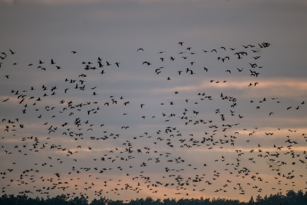 silhouette of flock of birds