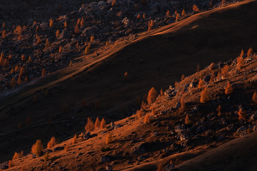 aerial photography of trees on hill slope