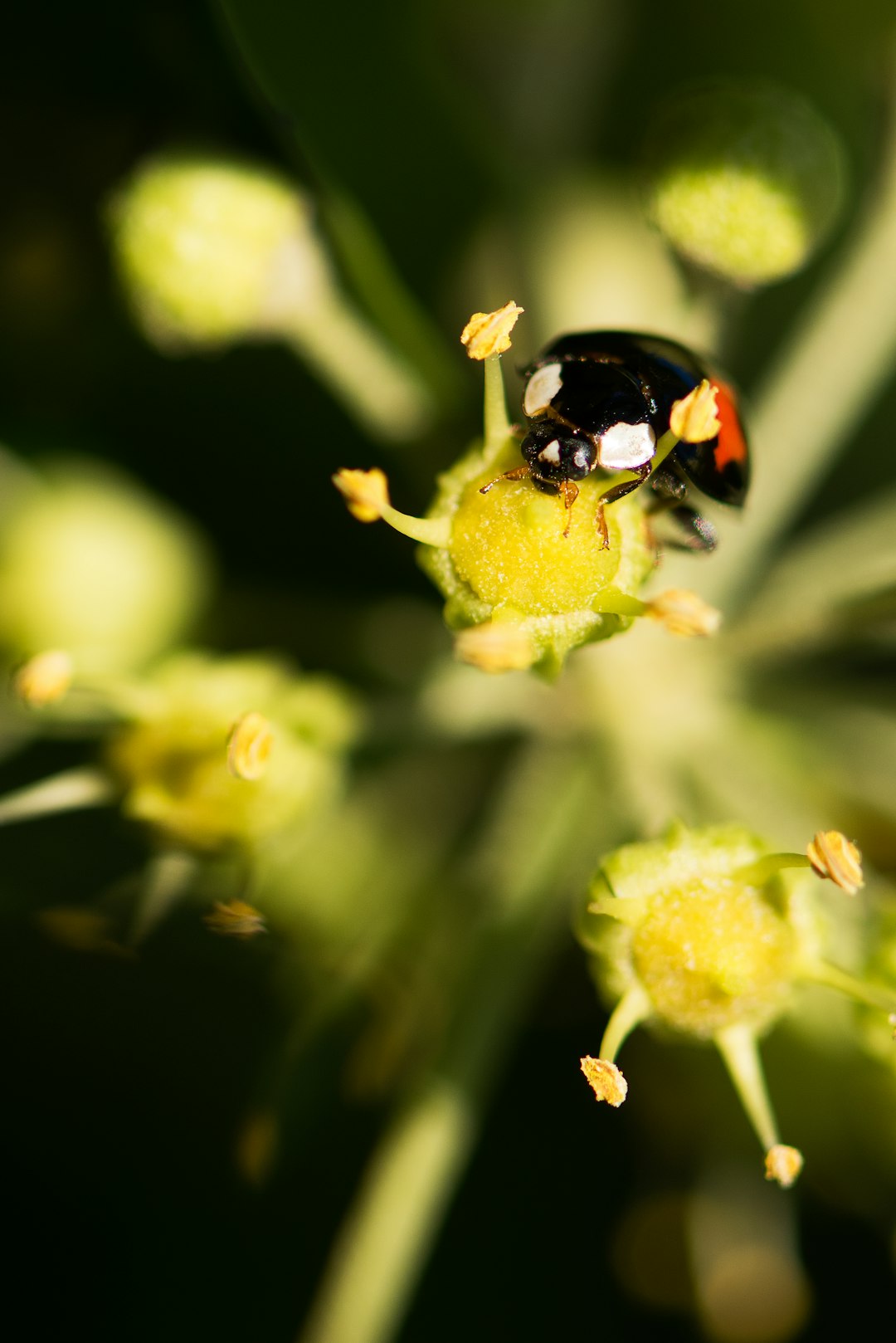 selective focus photography of black beetle on flower