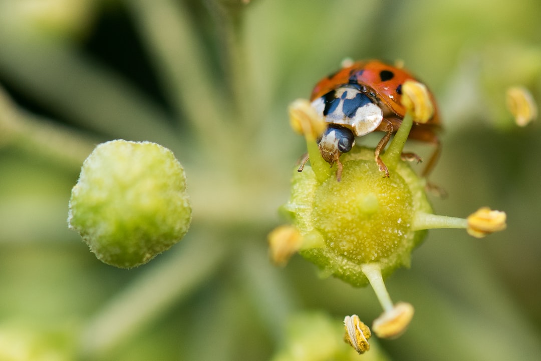 closeup photography of orange ladybug on plant