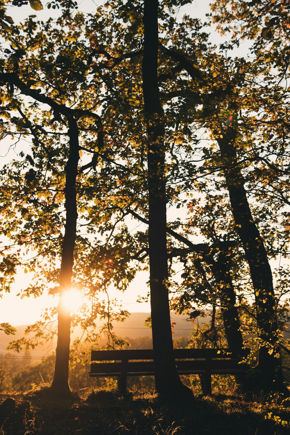 green leafed tree under sunlight