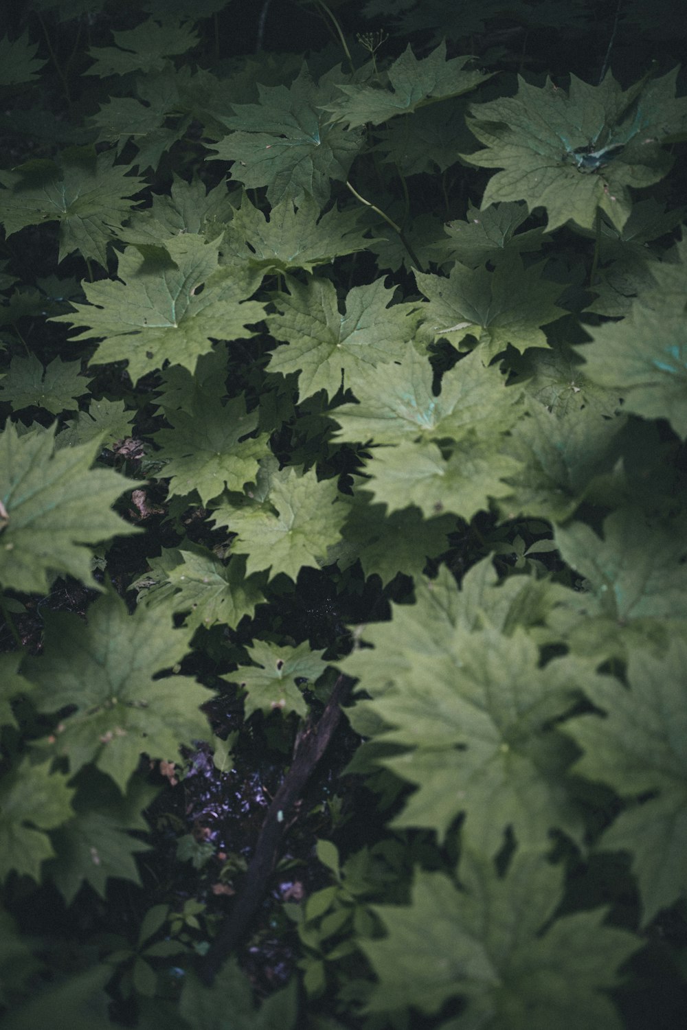 shallow focus photo of green plants