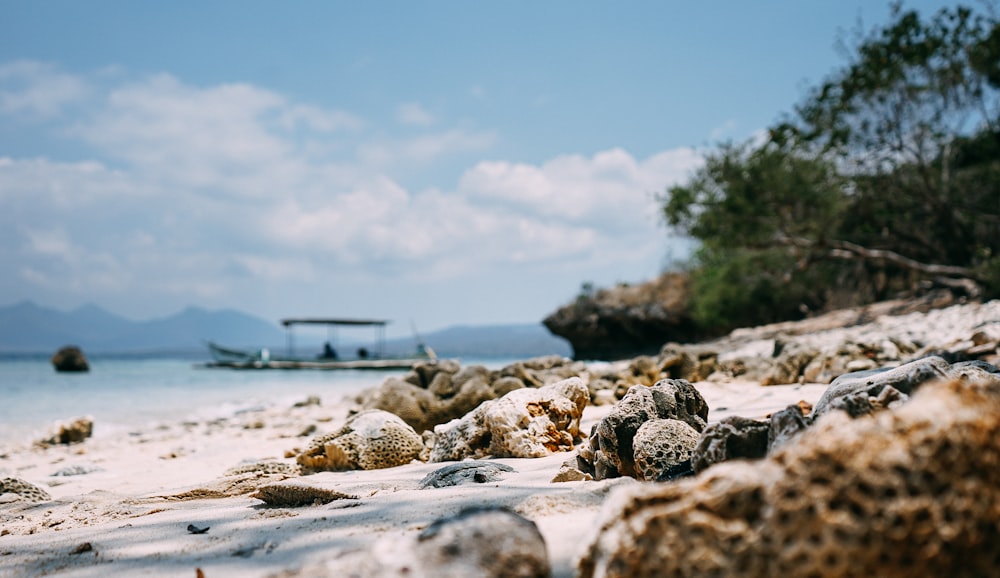 brown and white sea shells in shallow focus photography