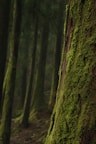 moss on trees in shallow focus photography
