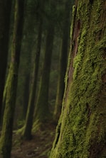 moss on trees in shallow focus photography