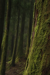 moss on trees in shallow focus photography