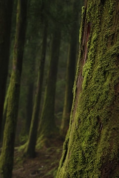 moss on trees in shallow focus photography