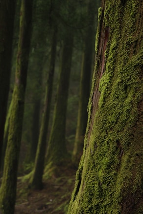 A forest scene featuring tall trees covered in vibrant green moss. The perspective emphasizes the texture of the tree bark in the foreground, while the background gradually fades into a misty, atmospheric depth. The environment is dense, lush, and serene, suggesting a tranquil, untouched natural setting.