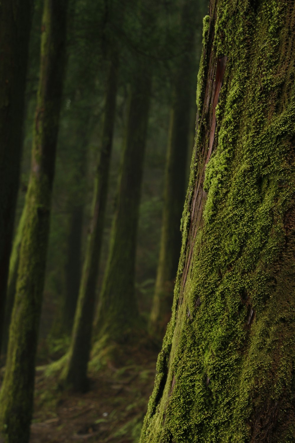 moss on trees in shallow focus photography