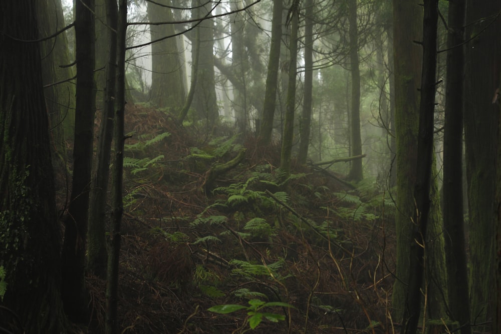 uma floresta cheia de muitas árvores e samambaias