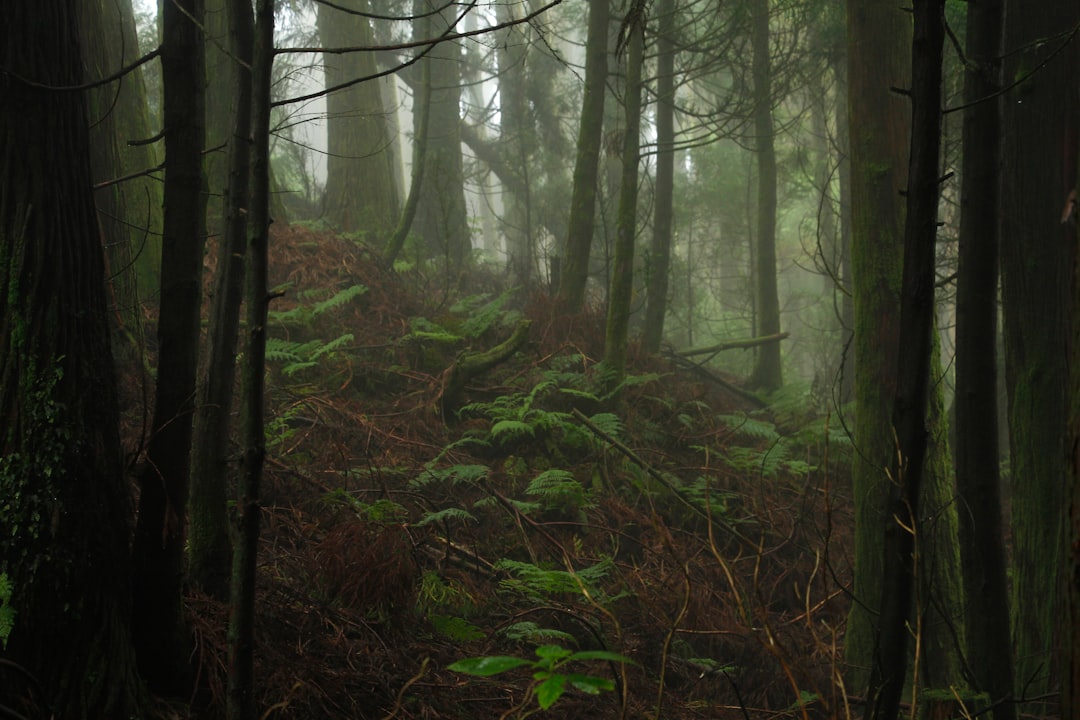 travelers stories about Forest in São Miguel Island, Portugal