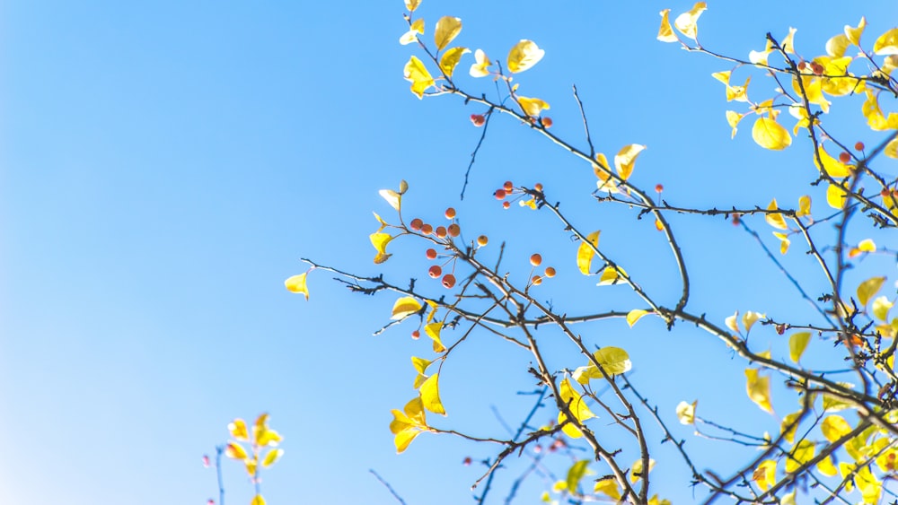 Vue de dessous de l’arbre jaune