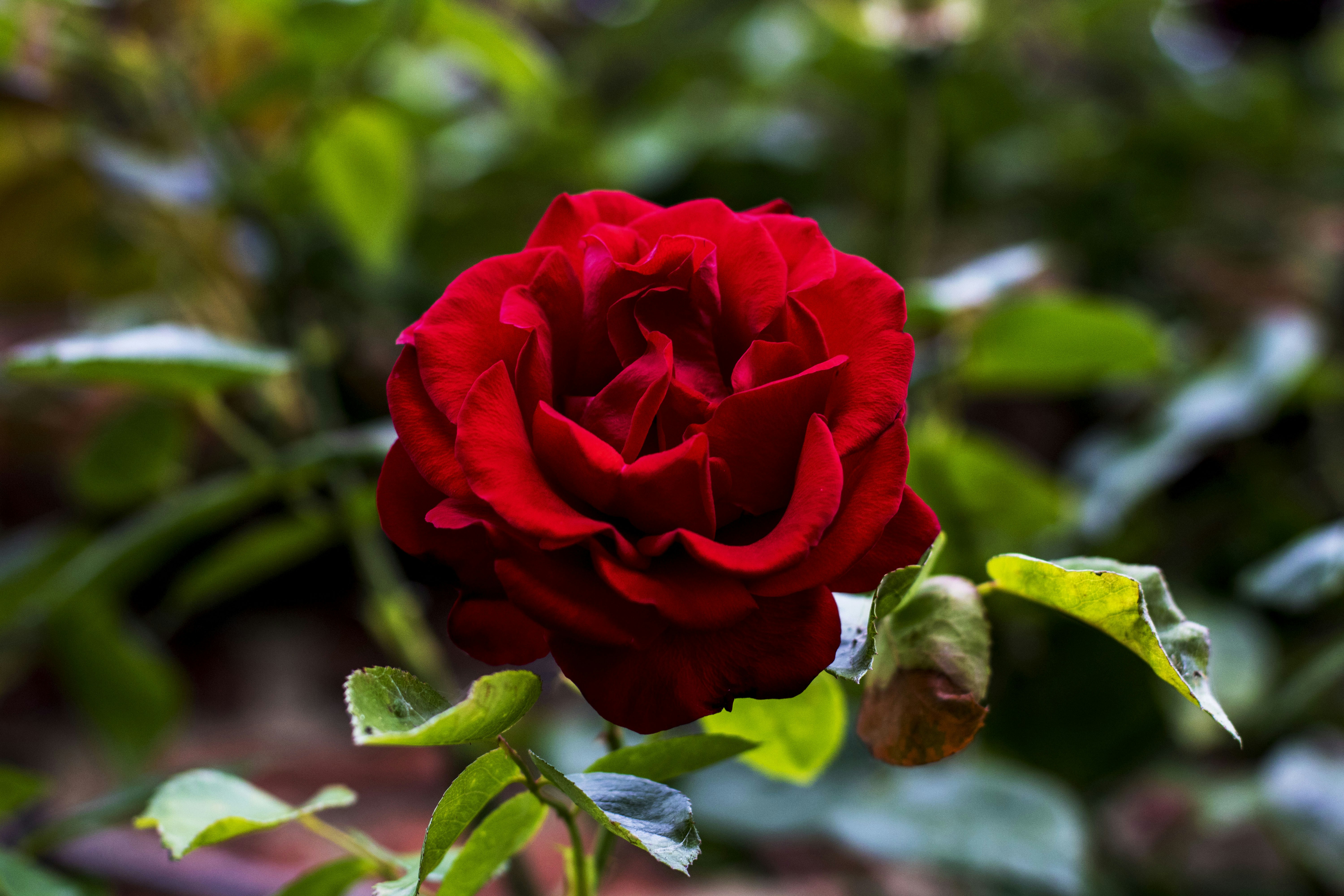 Лесная роза фото Магнитный пазл 27x18см."Rose, роуз, весна" на холодильник купить с доставкой п