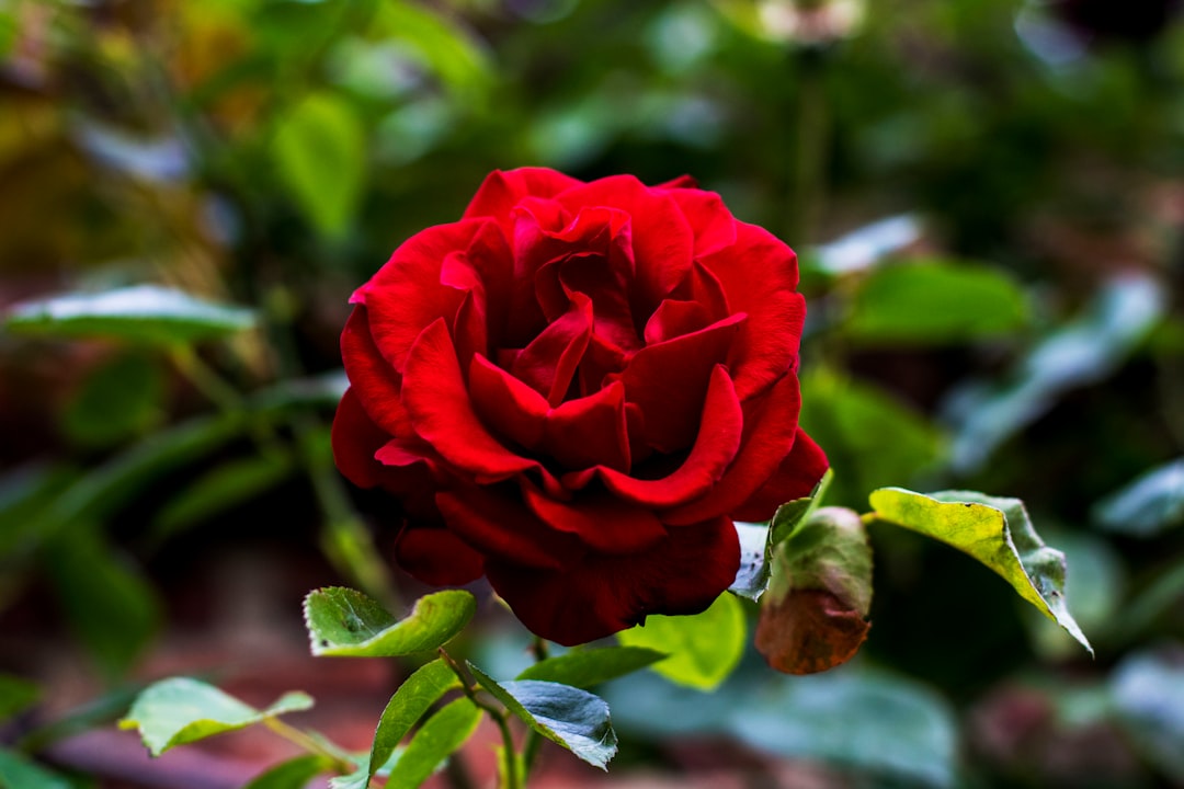 Лесная роза фото Лесная роза фото