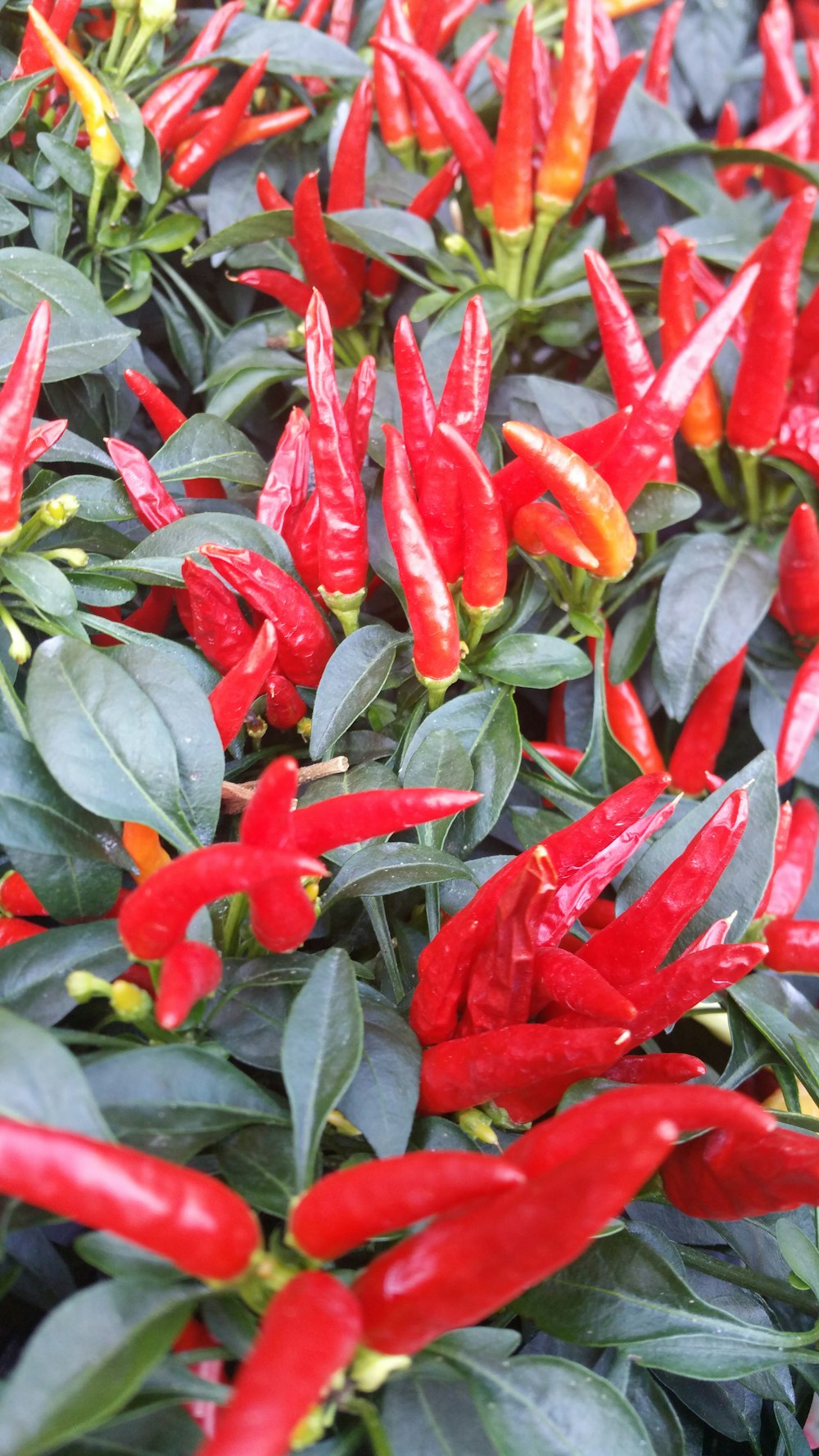 Planta de chile rojo en fotografía de primer plano