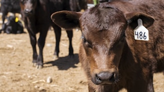 A brown calf with a numbered ear tag stands in a sunlit, dusty outdoor enclosure. The calf is facing the camera, and there are other calves partially visible in the background.