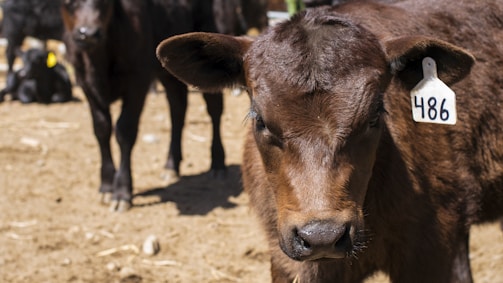 A brown calf with a numbered ear tag stands in a sunlit, dusty outdoor enclosure. The calf is facing the camera, and there are other calves partially visible in the background.