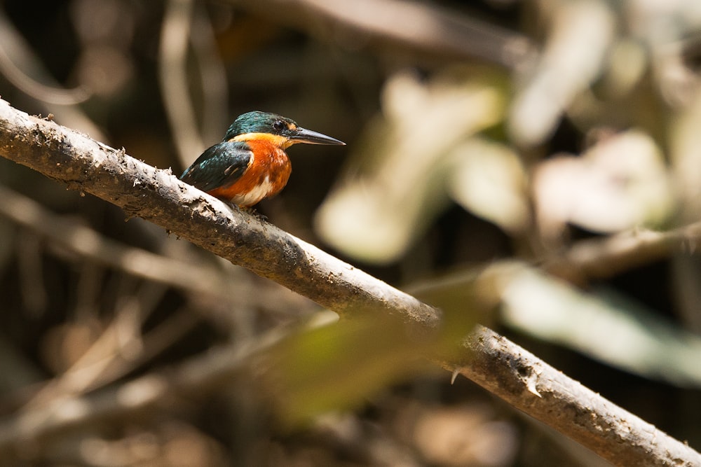 kingfisher bird on branch