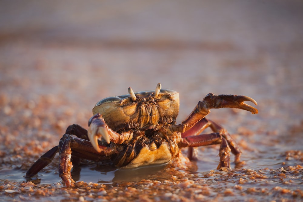 Crabe brun sur plan d’eau