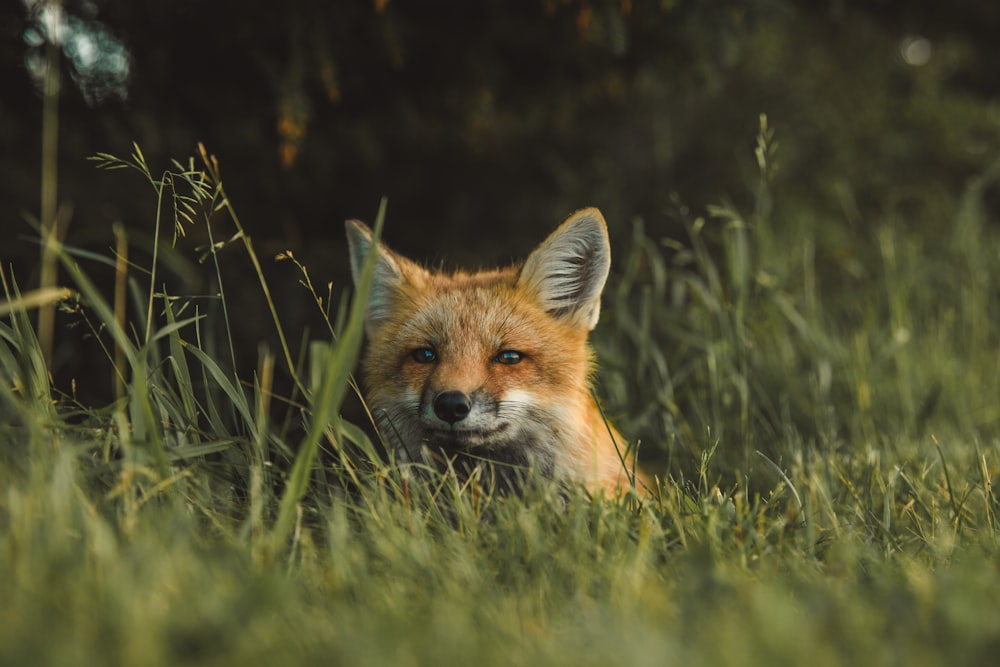 raposa no campo de grama verde durante o dia