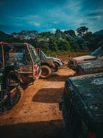 cars parked near trees