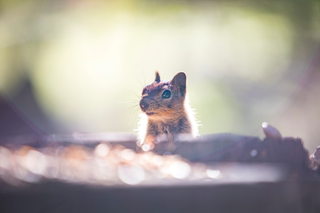 brown squirrel on brown rock