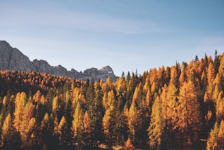 brown trees
