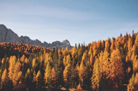 An autumn landscape showing a conifer forest turned orange and yellow at the foot of a rocky mountain