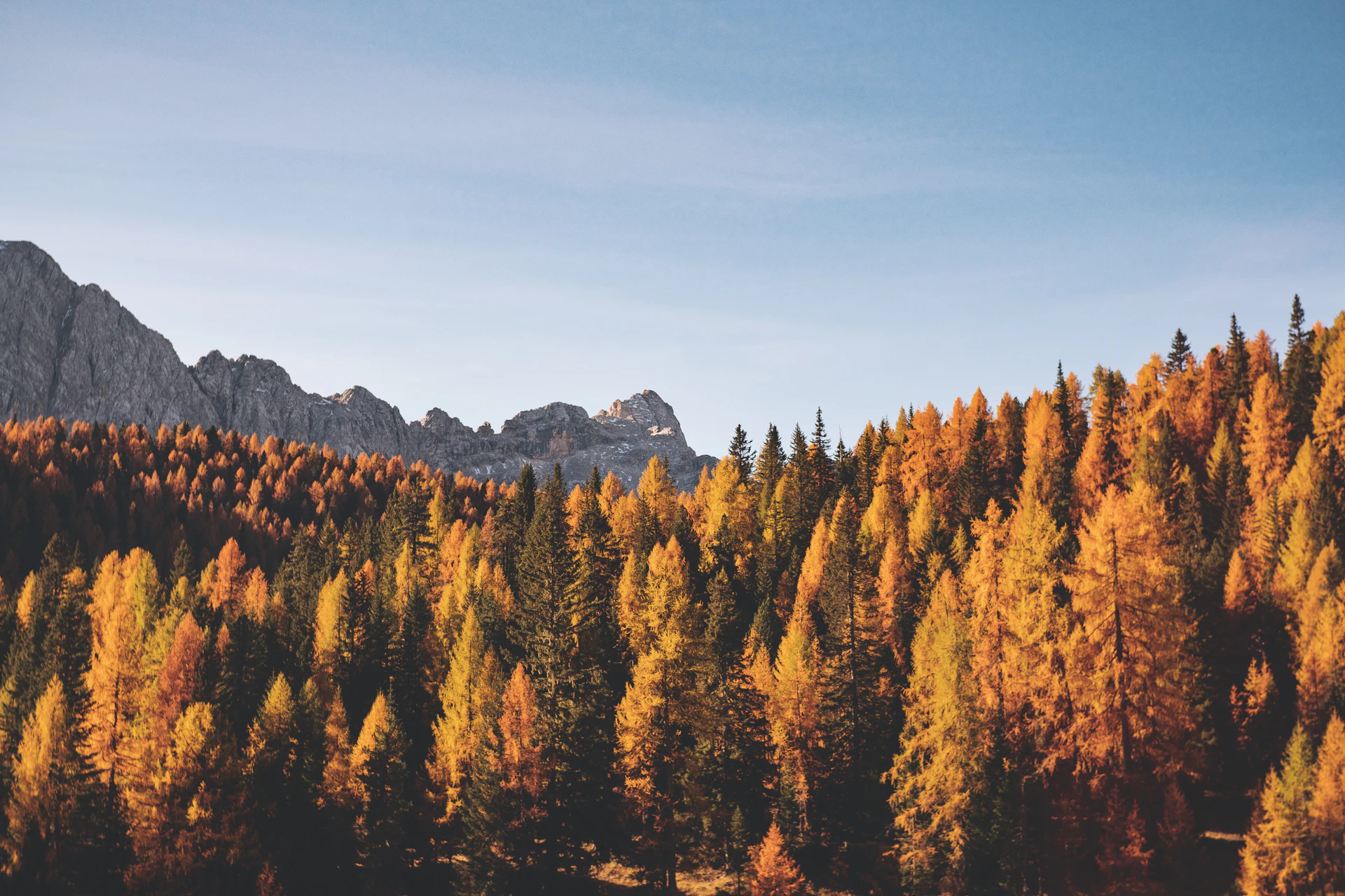 A misty autumn forest