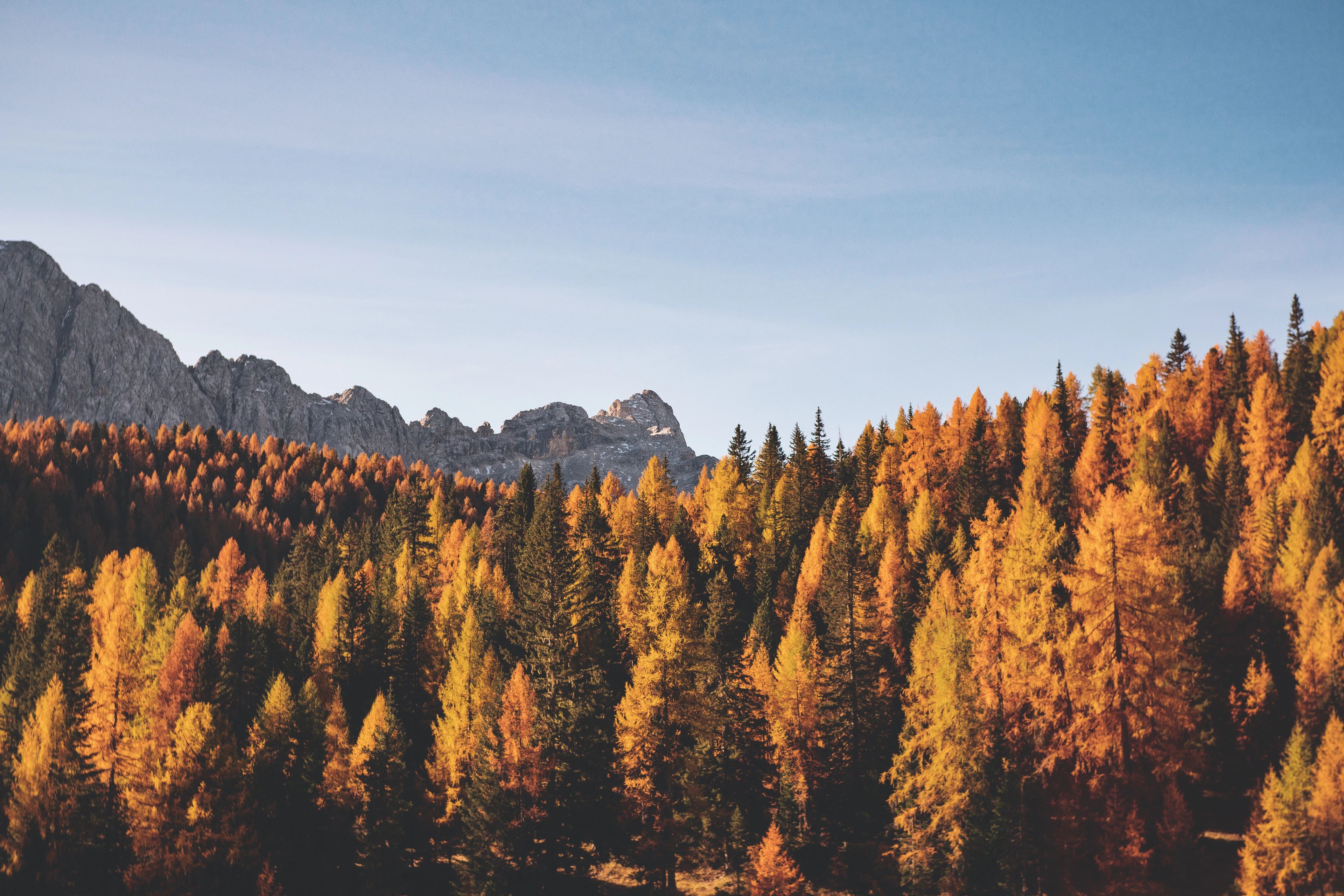 A misty autumn forest