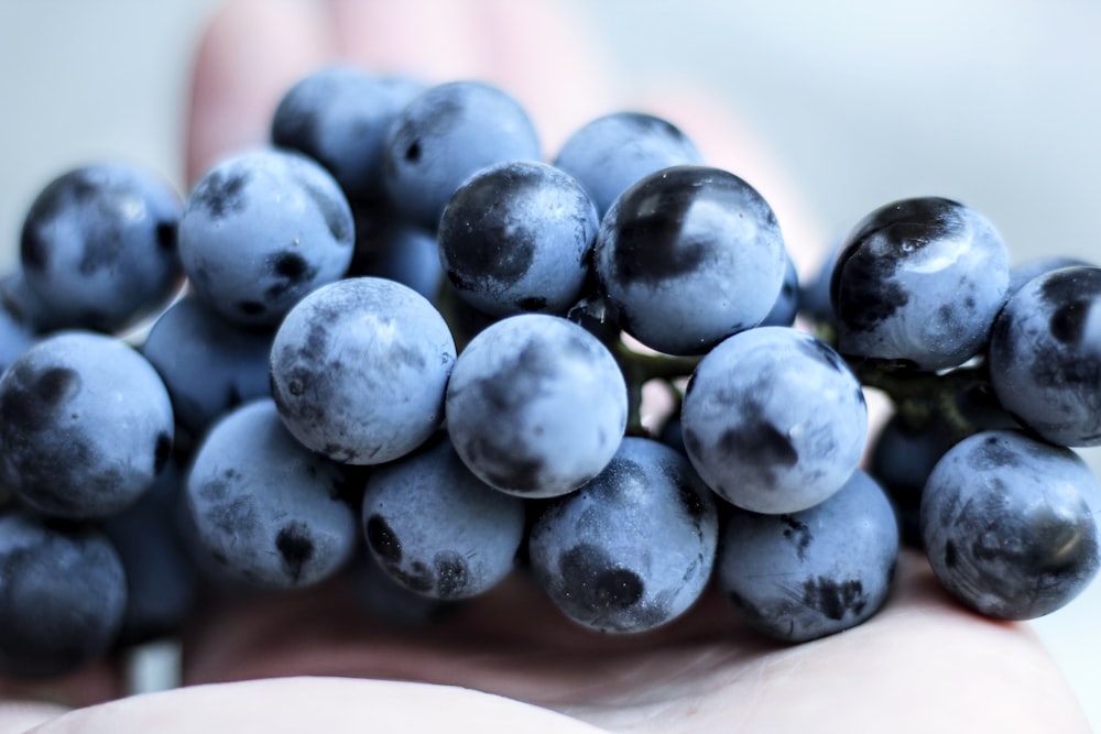 Foto de primer plano de uvas