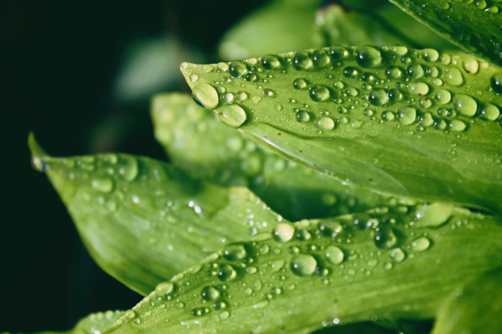 Water droplets on green leaves
