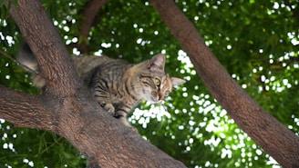 A happy cat perched on a tree branch surrounded by lush greenery during a photo shoot