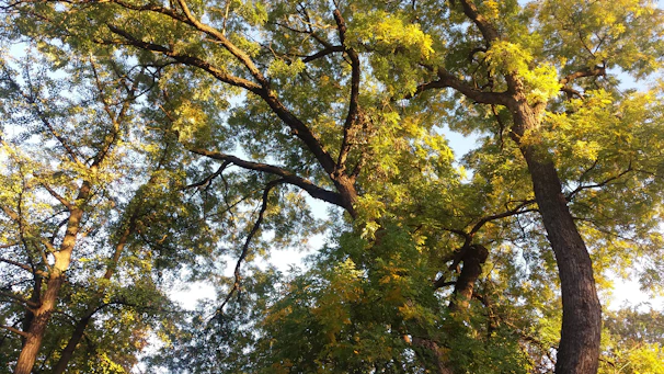 A serene golden umbrella shielding a vibrant green landscape under a clear sky.