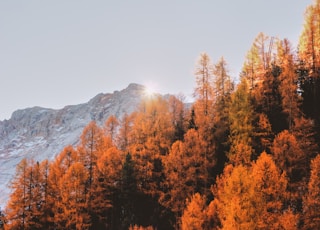 brown leafed trees