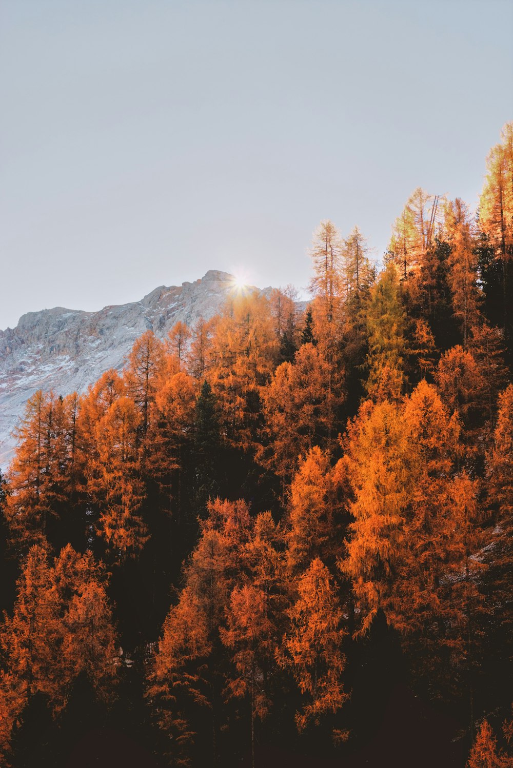 brown leafed trees