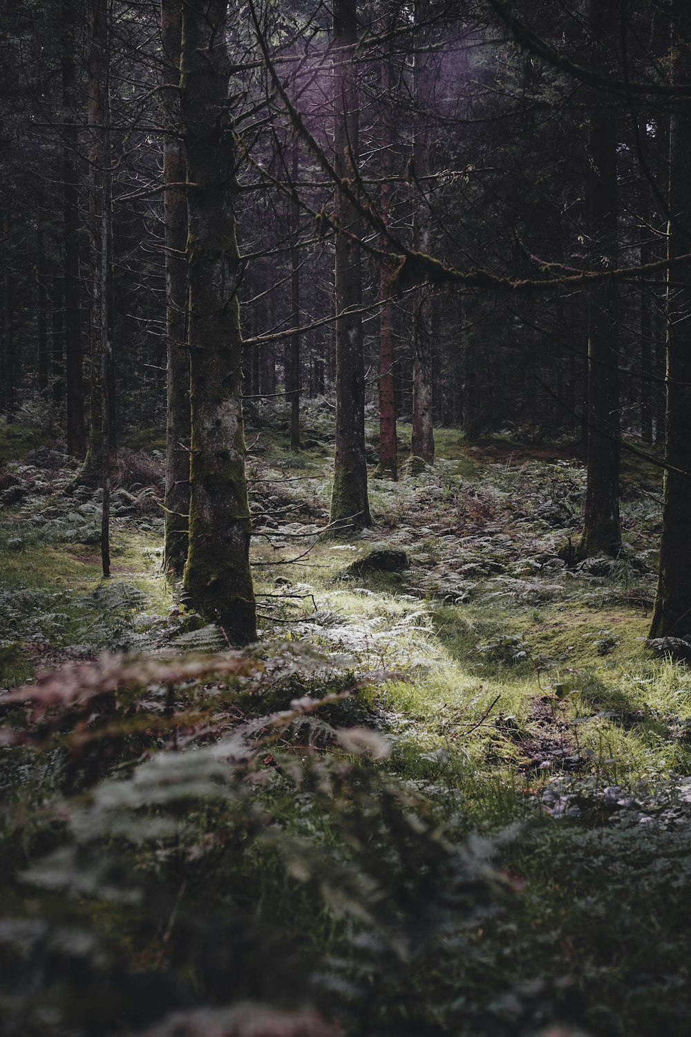 a forest filled with lots of trees and grass