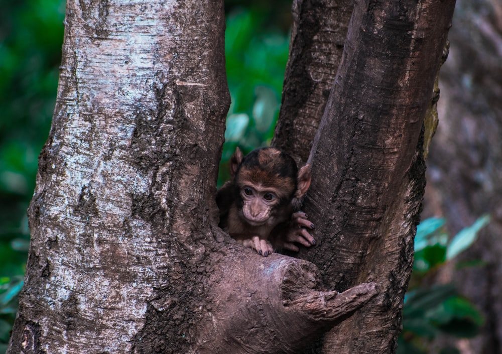 Mono en el árbol