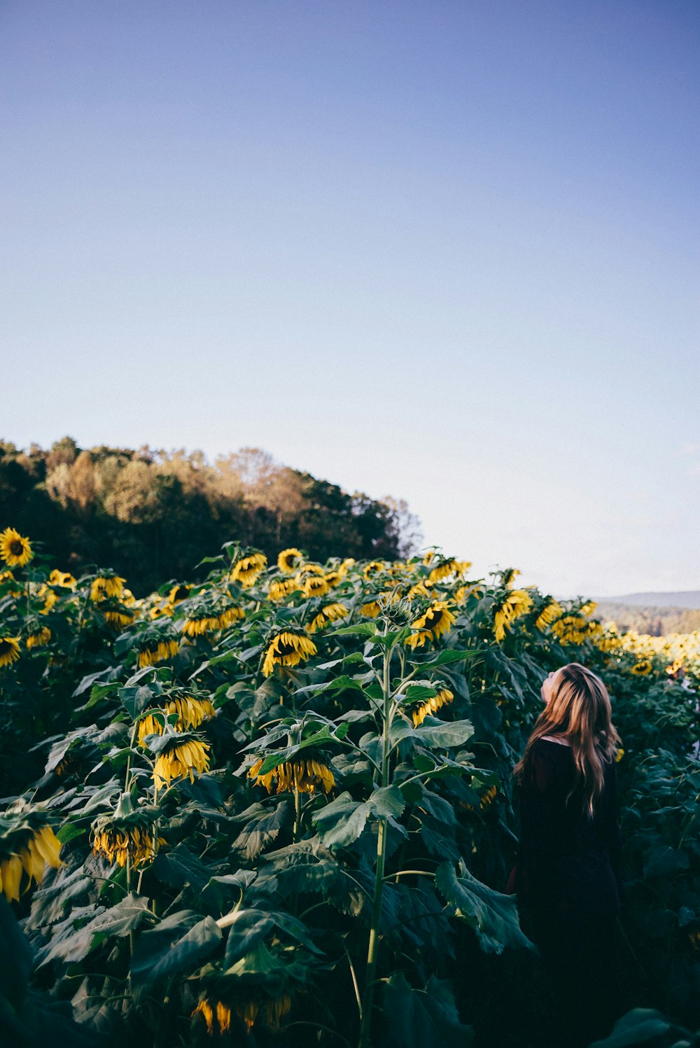 Frau steht auf Sonnenblumenfeld