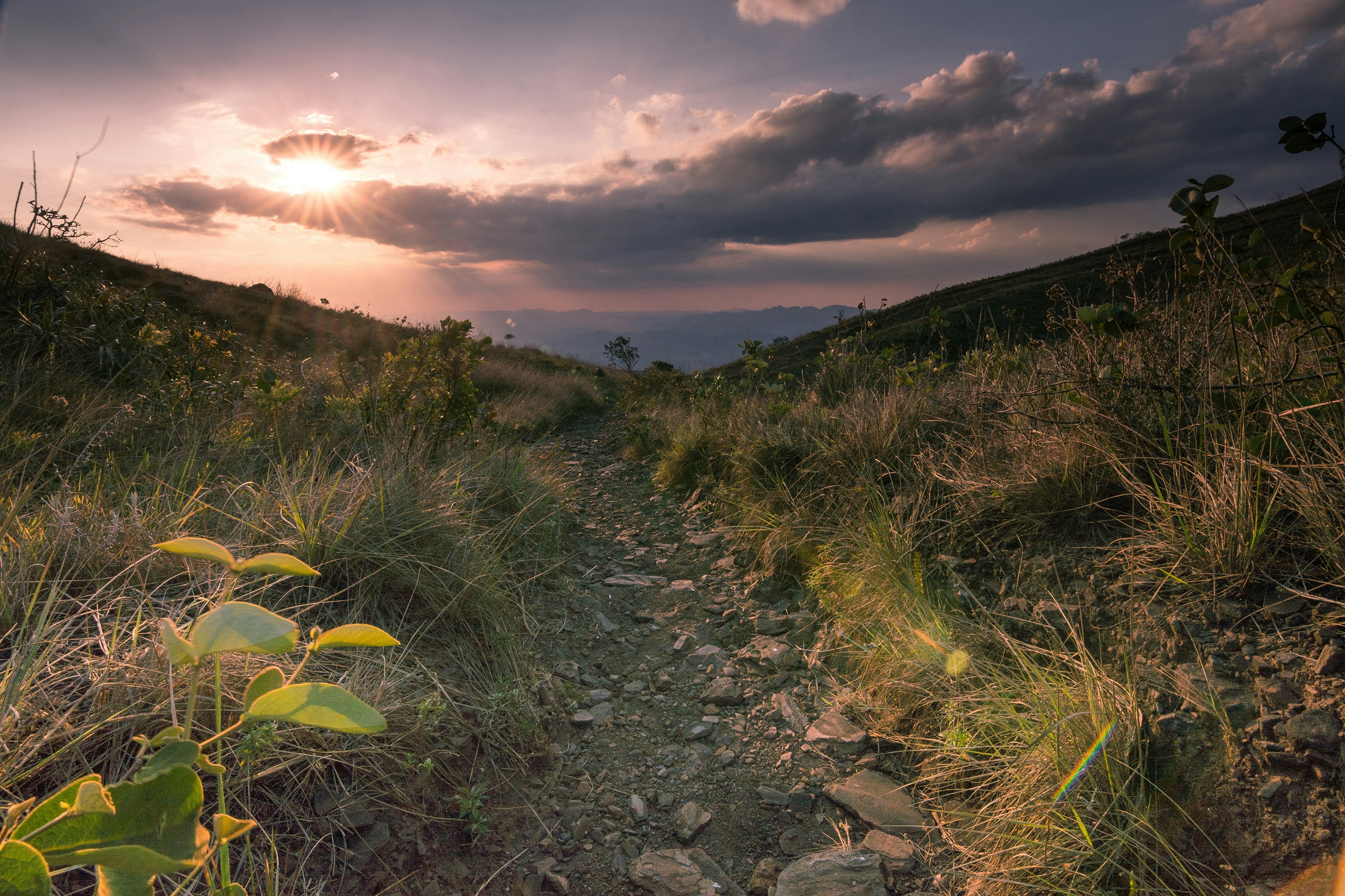 forest under sunset with cloudy sky, 