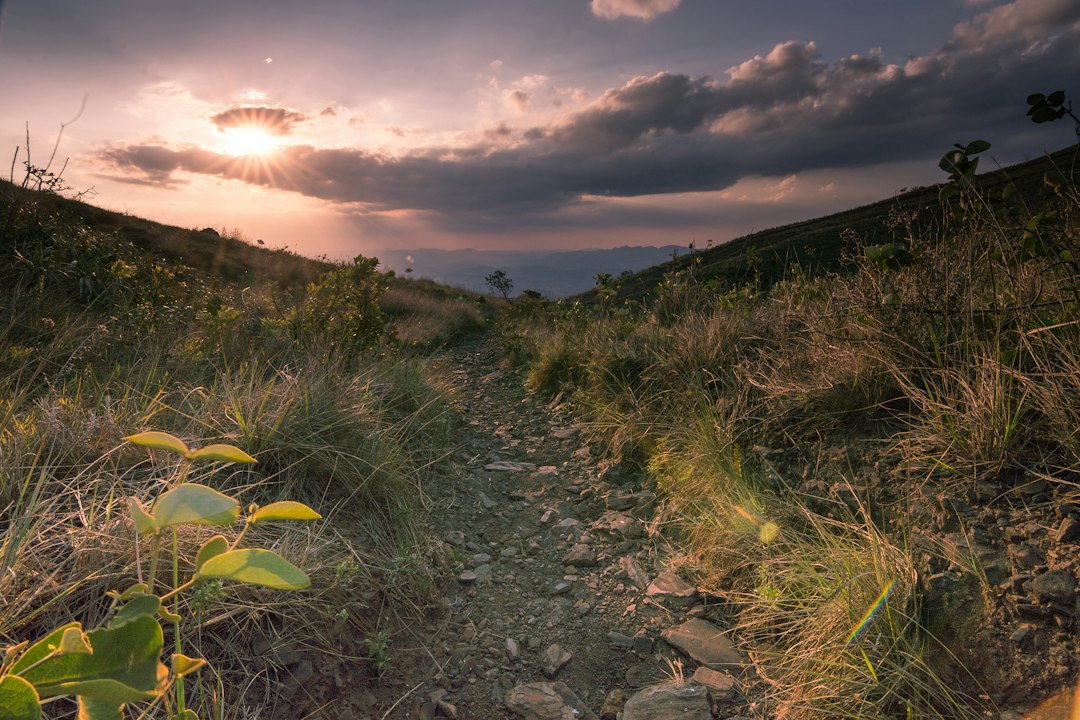 forest under sunset with cloudy sky,