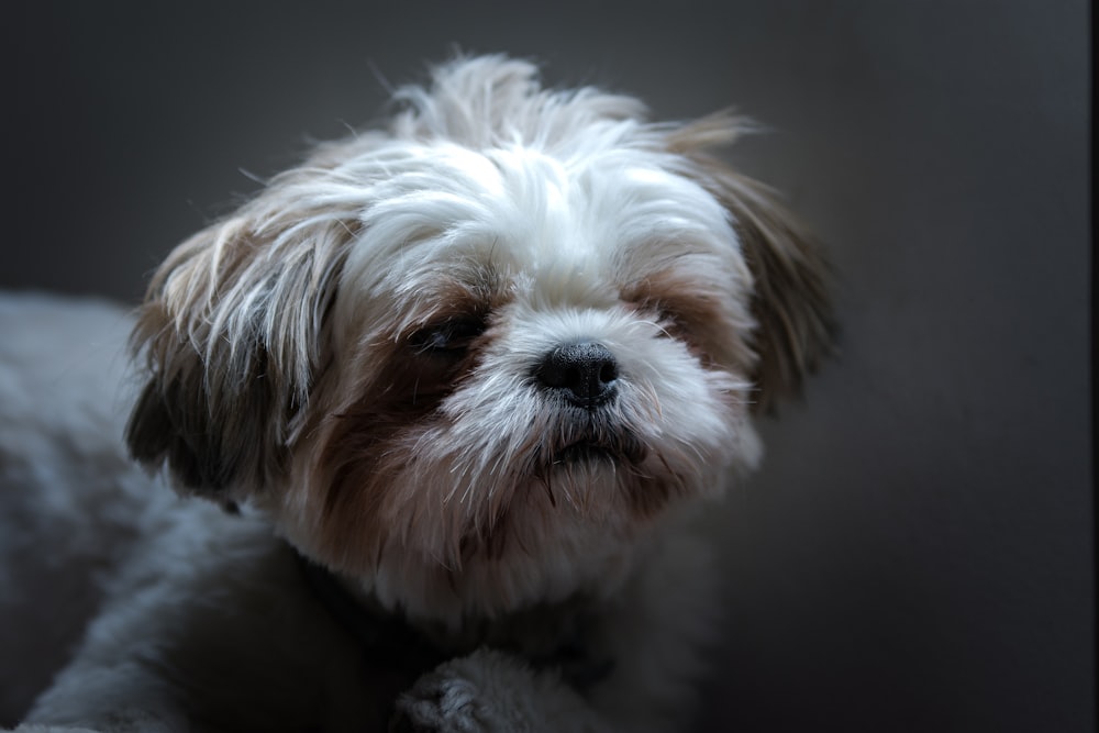 Perro pequeño de pelo corto blanco y marrón