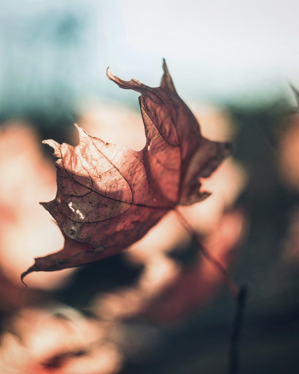 selective focus photography of dried leaf