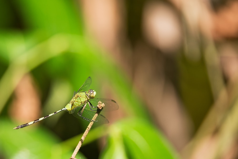 libélula verde no ramo marrom