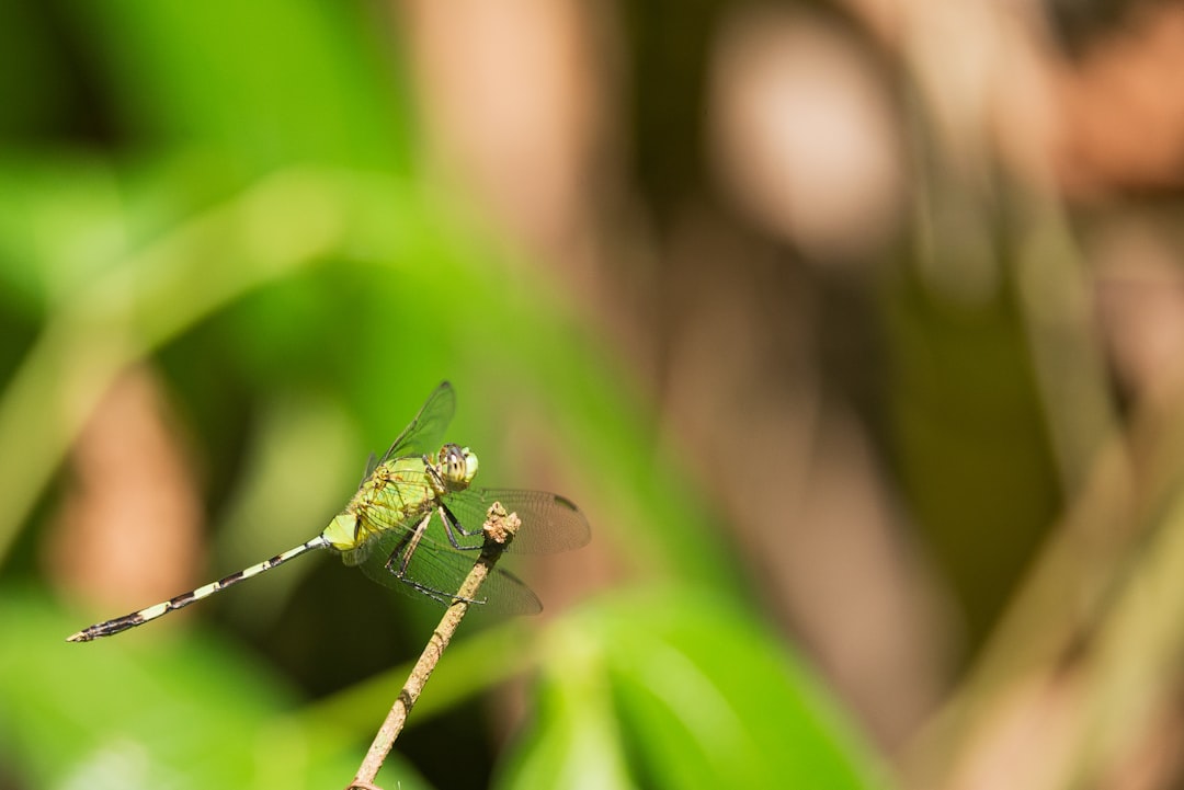 green dragonfly on brown branch