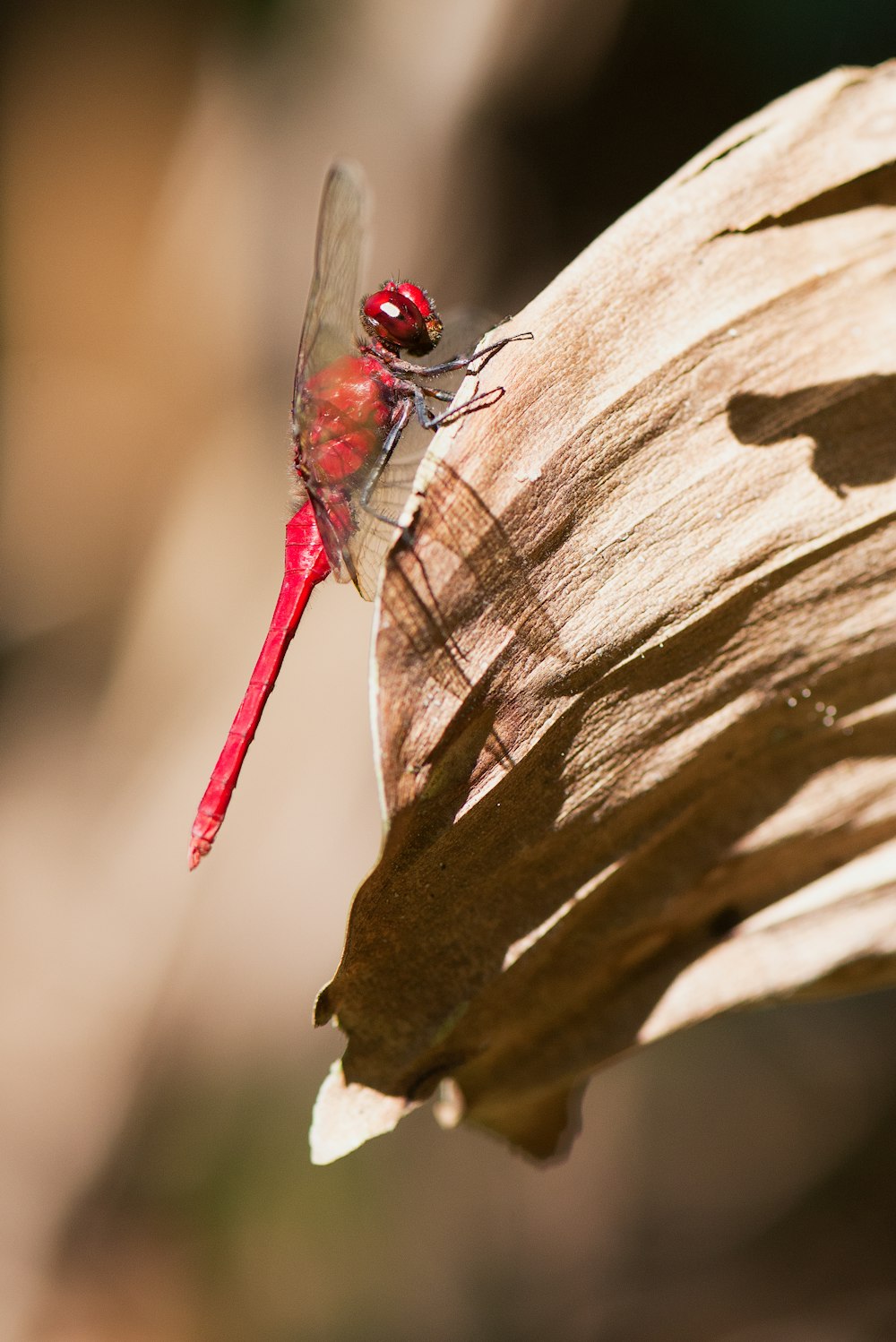 red dragonfly on leaf