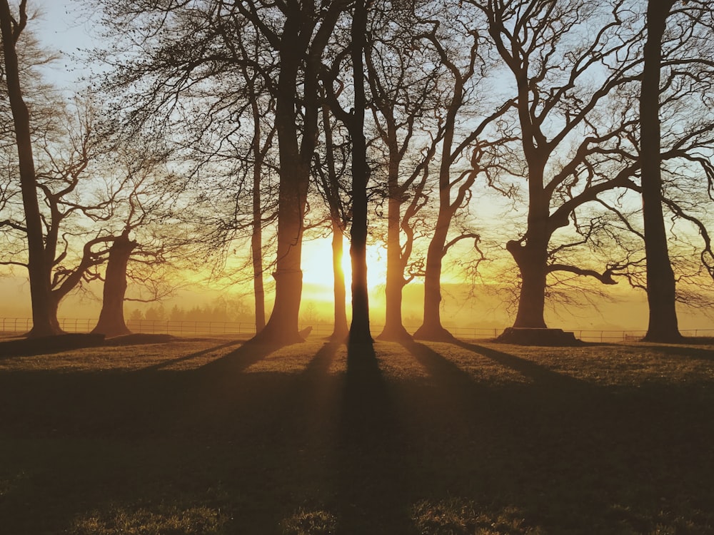 silhouette of bald trees during dusk